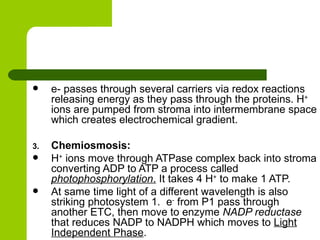 e- passes through several carriers via redox reactions releasing energy as they pass through the proteins. H +  ions are pumped from stroma into intermembrane space which creates electrochemical gradient. Chemiosmosis: H +  ions move through ATPase complex back into stroma converting ADP to ATP a process called  photophosphorylation .  It takes 4 H +  to make 1 ATP. At same time light of a different wavelength is also striking photosystem 1.  e -  from P1 pass through another ETC, then move to enzyme  NADP reductase  that reduces NADP to NADPH which moves to  Light Independent Phase . 