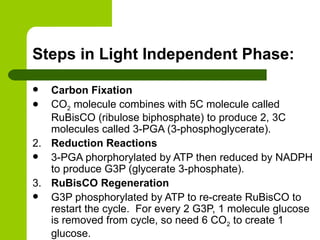 Steps in Light Independent Phase: Carbon Fixation   CO 2  molecule combines with 5C molecule called RuBisCO (ribulose biphosphate) to produce 2, 3C molecules called 3-PGA (3-phosphoglycerate).  2. Reduction Reactions   3-PGA phorphorylated by ATP then reduced by NADPH to produce G3P (glycerate 3-phosphate). 3. RuBisCO Regeneration   G3P phosphorylated by ATP to re-create RuBisCO to restart the cycle.  For every 2 G3P, 1 molecule glucose is removed from cycle, so need 6 CO 2  to create 1 glucose. 