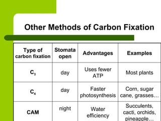 Other Methods of Carbon Fixation Succulents, cacti, orchids, pineapple… Water efficiency night CAM Corn, sugar cane, grasses… Faster photosynthesis day C 4 Most plants Uses fewer ATP day C 3 Examples Advantages Stomata open Type of  carbon fixation 
