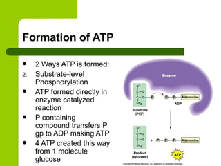 Formation of ATP  2 Ways ATP is formed: Substrate-level Phosphorylation ATP formed directly in enzyme catalyzed reaction P containing compound transfers P gp to ADP making ATP 4 ATP created this way from 1 molecule glucose 