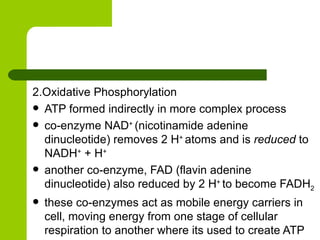 2.Oxidative Phosphorylation ATP formed indirectly in more complex process co-enzyme NAD +  (nicotinamide adenine dinucleotide) removes 2 H +  atoms and is  reduced  to NADH +  + H +  another co-enzyme, FAD (flavin adenine dinucleotide) also reduced by 2 H +  to become FADH 2 these co-enzymes act as mobile energy carriers in cell, moving energy from one stage of cellular respiration to another where its used to create ATP 