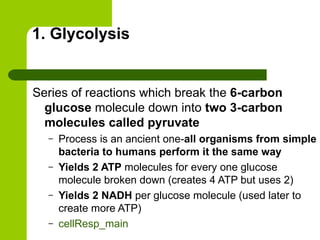 1. Glycolysis Series of reactions which break the  6-carbon glucose  molecule down into  two 3-carbon molecules called pyruvate Process is an ancient one- all organisms from simple bacteria to humans perform it the same way Yields 2 ATP  molecules for every one glucose molecule broken down (creates 4 ATP but uses 2) Yields 2 NADH  per glucose molecule (used later to create more ATP) cellResp_main 