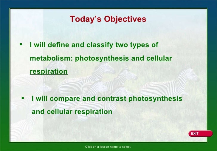 essay comparing contrasting photosynthesis respiration Compare photosynthesis and cellular respiration cellular respiration and photosynthesis are kind of like the opposite comparison & contrast between photosynthesis and cellular respiration essay. essay comparing contrasting photosynthesis respiration Compare photosynthesis and cellular respiration cellular respiration and photosynthesis are kind of like the opposite comparison & contrast between photosynthesis and cellular respiration essay.
