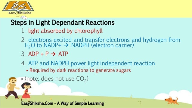 Photosynthesis - Wikipedia Photosynthesis - Wikipedia