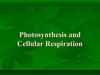 Photosynthesis andPhotosynthesis and
Cellular RespirationCellular Respiration
 