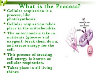 What is the Process?
   Cellular respiration is a
    process, like
    photosynthesis.
   Cellular respiration takes
    place in the mitochondria.
   The mitochondria take in
    nutrients (glucose and
    oxygen), break them down,
    and create energy for the
    cell.
   This process of creating
    cell energy is known as
    cellular respiration.
   Takes place in all living
    things
 