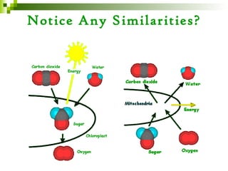 Notice Any Similarities?
 