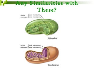 Any Similarities with
      These?
 