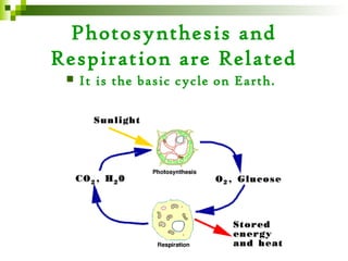 Photosynthesis and
Respiration are Related
    It is the basic cycle on Earth.
 
