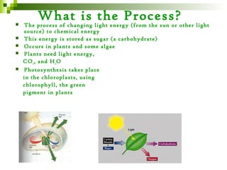 What is the Process?
   The process of changing light energy (from the sun or other light
    source) to chemical energy
   This energy is stored as sugar (a carbohydrate)
   Occurs in plants and some algae
   Plants need light energy,
    CO 2 , and H 2 O
   Photosynthesis takes place
    in the chloroplasts, using
    chlorophyll, the green
    pigment in plants
 
