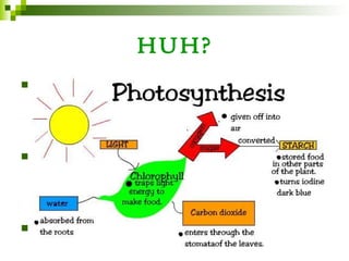 HUH?
   Plants capture light energy and use that
    energy to make sugar (which can be
    changed to starch, a carbohydrate, also)

   Sunlight provides the energy needed by
    chlorophyll to change molecules of carbon
    dioxide and water into glucose

   Oxygen is also released in this reaction
 