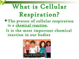 What is Cellular
    Respiration?
 The  process of cellular respiration
 is a chemical reaction.
It is the most important chemical
 reaction in our bodies
 