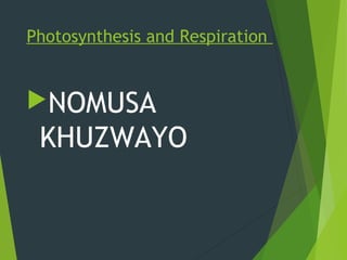 Photosynthesis and Respiration
NOMUSA
KHUZWAYO
 
