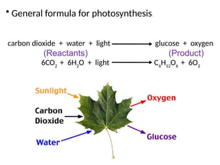 Photosynthesis ans Cellular Respiration PP.pptx