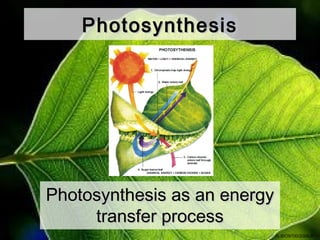 Photosynthesis




Photosynthesis as an energy
     transfer process
                              ALBIO9700/2006JK
 