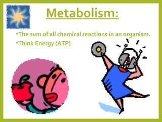 Metabolism:
• The sum of all chemical reactions in an organism.
• Think Energy (ATP)

 