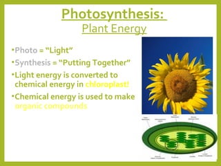 Photosynthesis:
Plant Energy

• Photo = “Light”
• Synthesis = “Putting Together”
• Light energy is converted to

chemical energy in chloroplast!
• Chemical energy is used to make
organic compounds

 