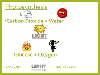 Photosynthesis
•Carbon Dioxide + Water

Glucose + Oxygen
• 6CO2 + 6H20

C6H12O6 + 6O2

 