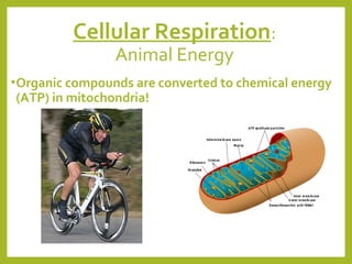 Cellular Respiration:
Animal Energy

• Organic compounds are converted to chemical energy

(ATP) in mitochondria!

 