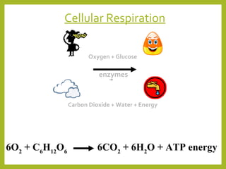 Cellular Respiration
Oxygen + Glucose

enzymes

Carbon Dioxide + Water + Energy

6O2 + C6H12O6

6CO2 + 6H2O + ATP energy

 