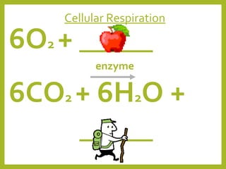 Cellular Respiration

6O2 + _____
enzyme

6CO2 + 6H2O +
_____

 