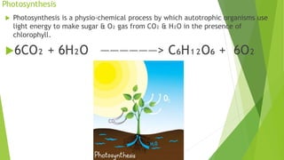 Photosynthesis
 Photosynthesis is a physio-chemical process by which autotrophic organisms use
light energy to make sugar & O₂ gas from CO₂ & H₂O in the presence of
chlorophyll.
6CO₂ + 6H₂O ――――――> C₆H₁₂O₆ + 6O₂
 