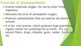 Function of photosynthesis
 Evolves molecular oxygen ,for use by other living
organisms.
 Maintains the level of atmospheric oxygen.
 Produces carbohydrates that are used by the plants &
animals.
 It is the only process ,which produces huge quantities of
organic matter for sustaining life on earth . For e.g.:
natural fibers, drugs ,vitamins, gums, rubber ,furniture
etc.
 