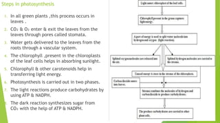 Steps in photosynthesis
1. In all green plants ,this process occurs in
leaves .
2. CO₂ & O₂ enter & exit the leaves from the
leaves through pores called stomata.
3. Water gets delivered to the leaves from the
roots through a vascular system.
4. The chlorophyll ,present in the chloroplasts
of the leaf cells helps in absorbing sunlight.
5. Chlorophyll & other carotenoids help in
transferring light energy.
6. Photosynthesis is carried out in two phases.
7. The light reactions produce carbohydrates by
using ATP & NADPH.
8. The dark reaction synthesizes sugar from
CO₂ with the help of ATP & NADPH.
 