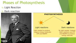 Phases of Photosynthesis
1) Light Reaction
2) Dark reaction
 