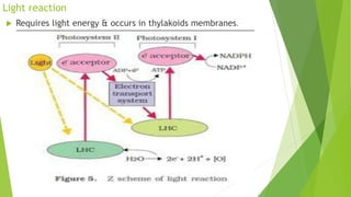 Light reaction
 Requires light energy & occurs in thylakoids membranes.
 