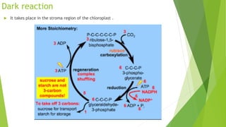 Dark reaction
 It takes place in the stroma region of the chloroplast .
 
