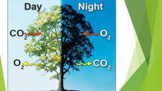 Photosynthesis & chloroplast
