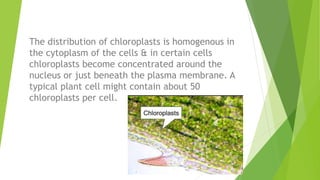 The distribution of chloroplasts is homogenous in
the cytoplasm of the cells & in certain cells
chloroplasts become concentrated around the
nucleus or just beneath the plasma membrane. A
typical plant cell might contain about 50
chloroplasts per cell.
 