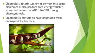  Chloroplast absorb sunlight & convert into sugar
molecules & also produce free energy which is
stored in the form of ATP & NADPH through
photosynthesis.
 Chloroplasts are said to have originated from
endosymbiotic bacteria.
 
