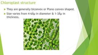 Chloroplast structure
 They are generally biconvex or Plano convex shaped.
 Size varies from 4-6Âµ in diameter & 1-3Âµ in
thickness.
 