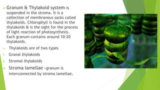  Granum & Thylakoid system-is
suspended in the stroma. It is a
collection of membranous sacks called
thylakoids. Chlorophyll is found in the
thylakoids & is the sight for the process
of light reaction of photosynthesis.
Each granum contains around 10-20
thylakoids.
 Thylakoids are of two types
1. Granal thylakoids
2. Stromal thylakoids
 Stroma lamellae -granum is
interconnected by stroma lamellae.
 