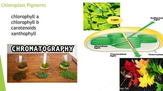 Chloroplast Pigments
chlorophyll a
chlorophyll b
carotenoids
xanthophyll
 