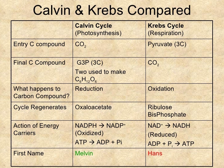 Photosynthesis CR Ch 10