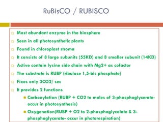 Photosynthesis (dark reaction) | PDF