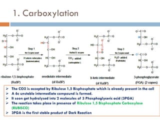 Photosynthesis (dark reaction) | PDF