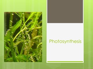 Photosynthesis
 