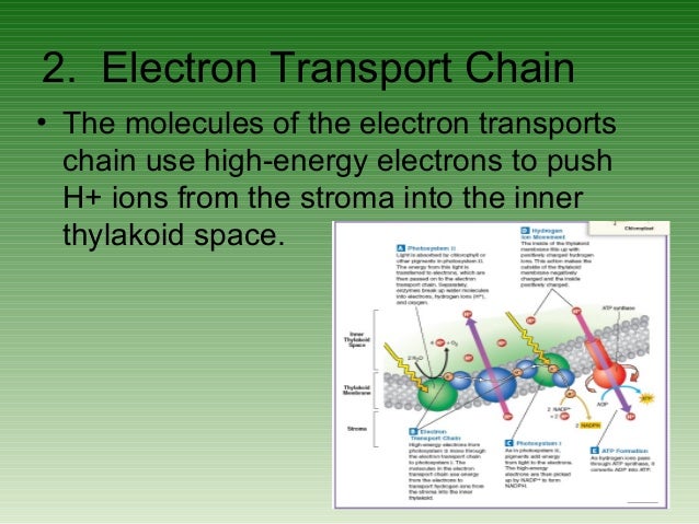 Photosynthesis equation honors