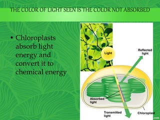 • Chloroplasts
absorb light
energy and
convert it to
chemical energy
Light
Reflected
light
Absorbed
light
Transmitted
light
Chloroplast
THE COLOR OF LIGHT SEEN IS THE COLOR NOT ABSORBED
 