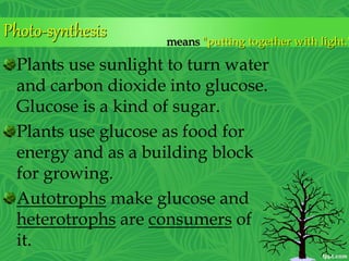 Plants use sunlight to turn water
and carbon dioxide into glucose.
Glucose is a kind of sugar.
Plants use glucose as food for
energy and as a building block
for growing.
Autotrophs make glucose and
heterotrophs are consumers of
it.
Photo-synthesis means "putting together with light."
 