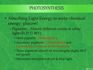 PHOTOSYNTHESIS
• Absorbing Light Energy to make chemical
energy: glucose!
– Pigments: Absorb different colors of white
light (ROY G BIV)
•Main pigment: Chlorophyll a
•Accessory pigments: Chlorophyll b and
Carotenoids (Carotene & Xanthophyll)
•These pigments absorb all wavelengths (light) BUT
not green!
•Maximum absorption of red & blue light.
 