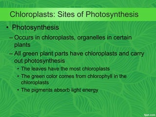 Chloroplasts: Sites of Photosynthesis
• Photosynthesis
– Occurs in chloroplasts, organelles in certain
plants
– All green plant parts have chloroplasts and carry
out photosynthesis
• The leaves have the most chloroplasts
• The green color comes from chlorophyll in the
chloroplasts
• The pigments absorb light energy
 