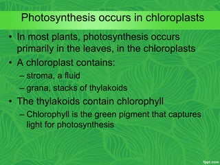 • In most plants, photosynthesis occurs
primarily in the leaves, in the chloroplasts
• A chloroplast contains:
– stroma, a fluid
– grana, stacks of thylakoids
• The thylakoids contain chlorophyll
– Chlorophyll is the green pigment that captures
light for photosynthesis
Photosynthesis occurs in chloroplasts
 