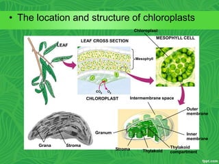 • The location and structure of chloroplasts
LEAF CROSS SECTION
MESOPHYLL CELL
LEAF
Chloroplast
Mesophyll
CHLOROPLAST Intermembrane space
Outer
membrane
Inner
membrane
Thylakoid
compartmentThylakoidStroma
Granum
StromaGrana
 