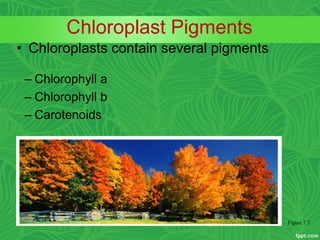 • Chloroplasts contain several pigments
Chloroplast Pigments
– Chlorophyll a
– Chlorophyll b
– Carotenoids
Figure 7.7
 