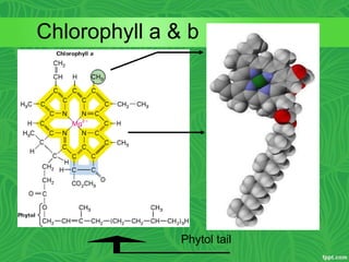 Chlorophyll a & b
•Chl a has a methyl
group
•Chl b has a carbonyl
group
Porphyrin ring
delocalized e-
Phytol tail
 